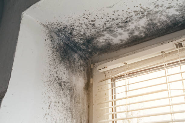 Trusted Black Mold Removal service in Bridgman, MI - Cheap Mold Removal